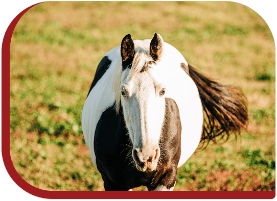A rescued horse at Red Clay Ranch