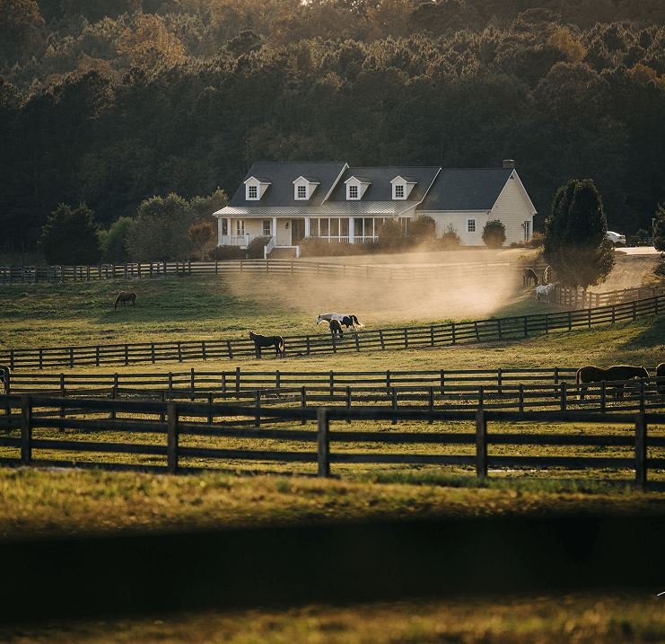 A rescued horse at Red Clay Ranch