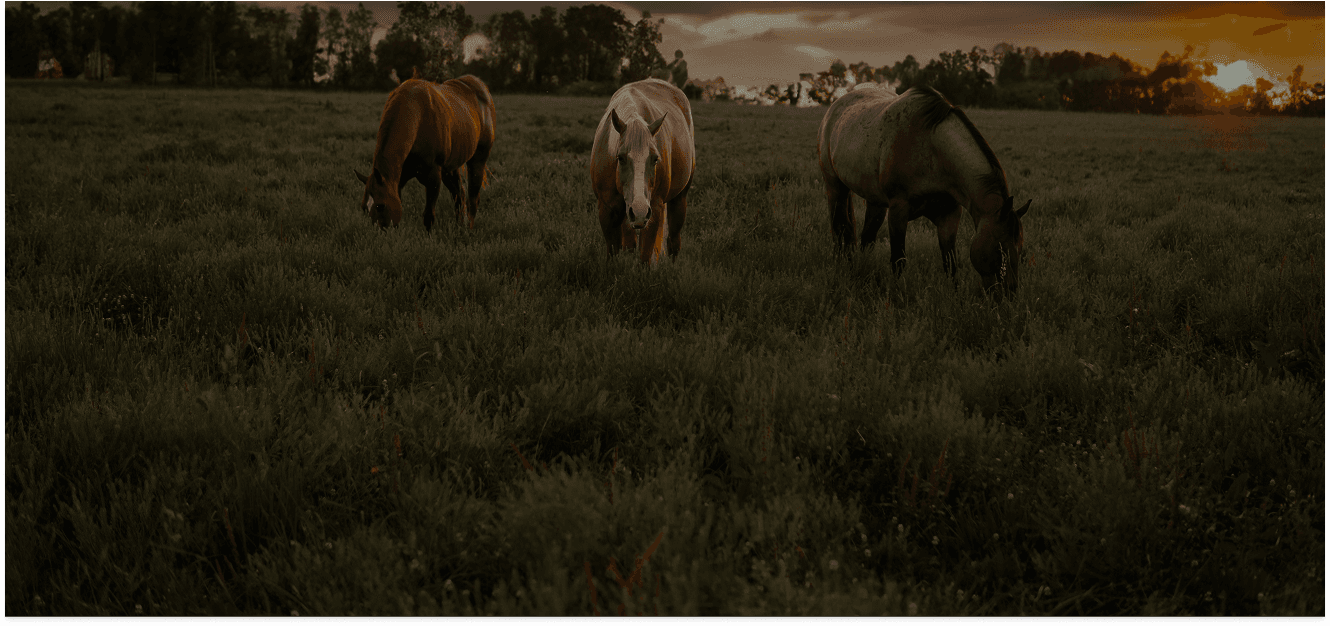 Horses grazing in a pasture at Red Clay Ranch