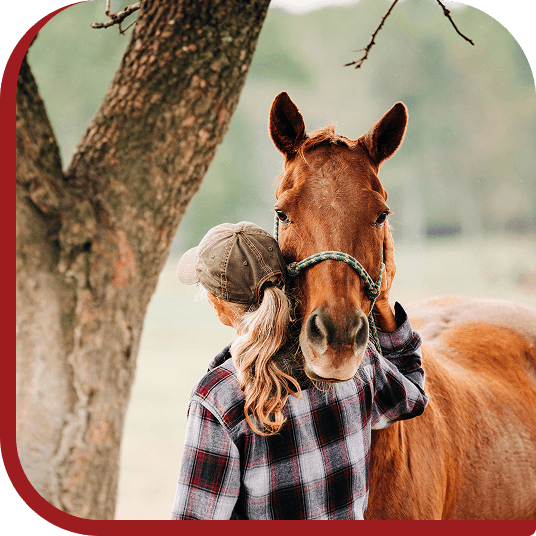 A volunteer gently touching a rescued horse