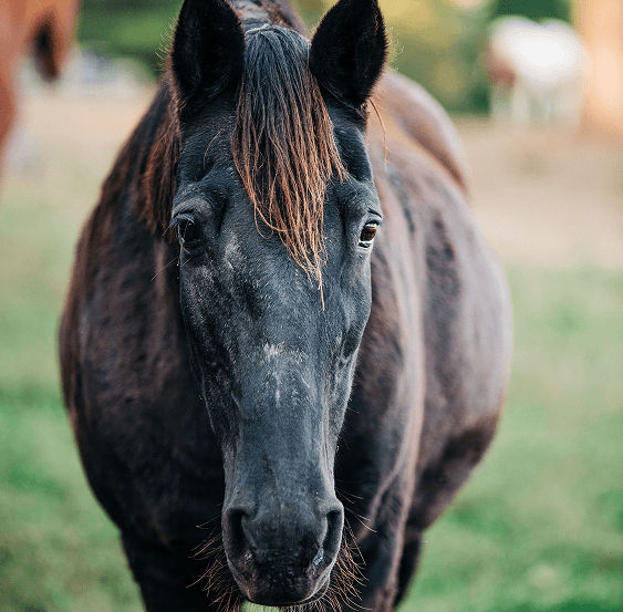 A rescued horse at Red Clay Ranch